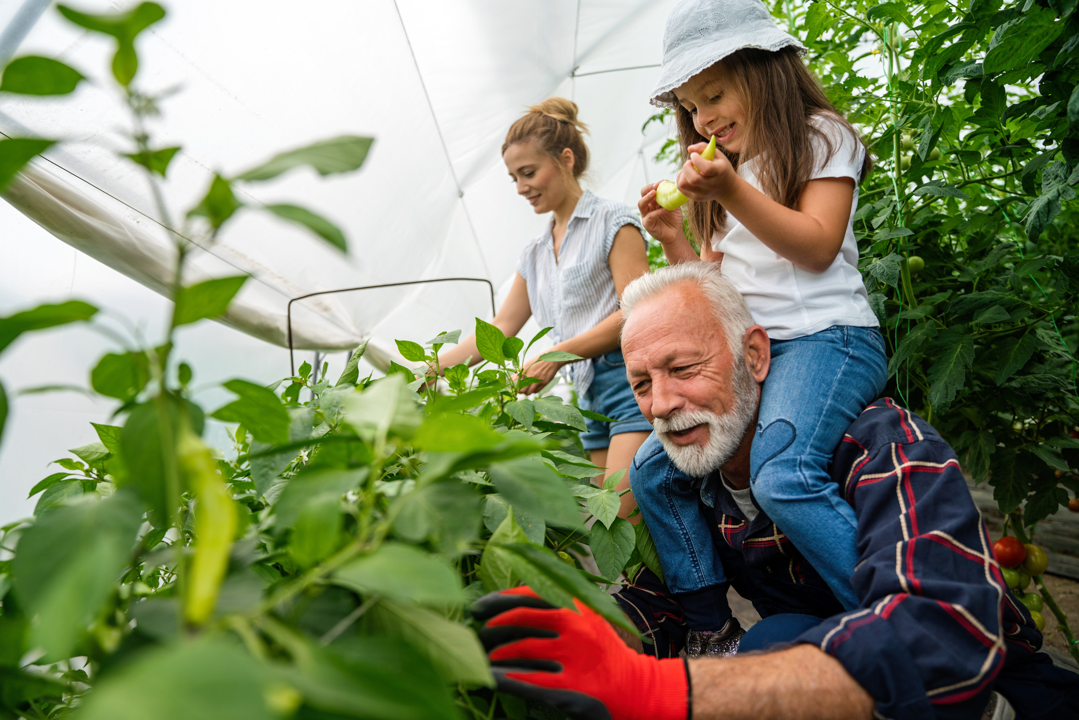 Happy family, generations working together organic farm in greenhouse to grow fresh healthy food